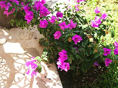Maya Del Carmen Hotel